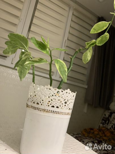 Педилантус