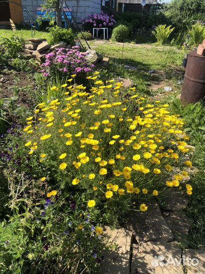 Ромашки, многолетники для сада дачи