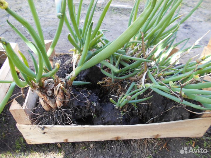 Лук бутун рассада и семена