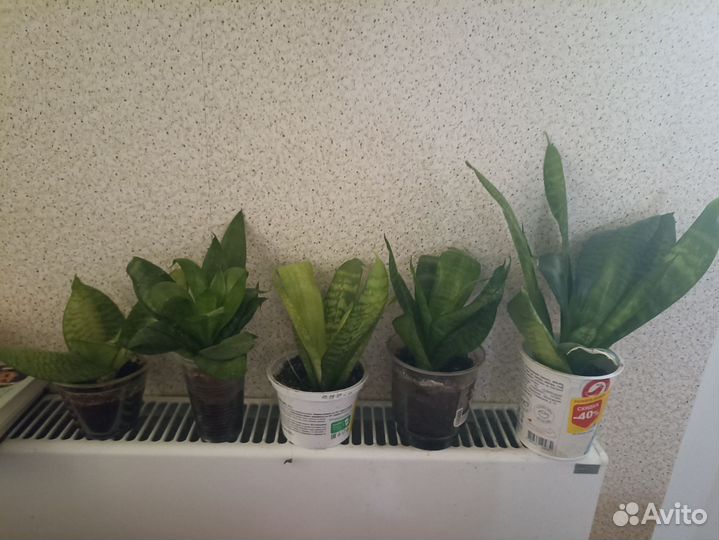 Сансевиерии 3 сорта