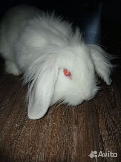 Декоративный кролик