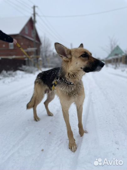 Собака Дара