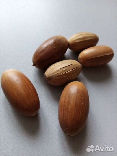 Природные материалы для поделок разные шишки