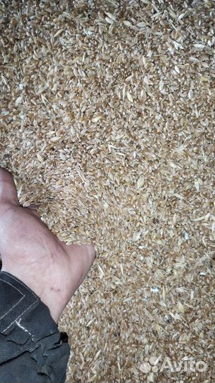 Пшеница твердая