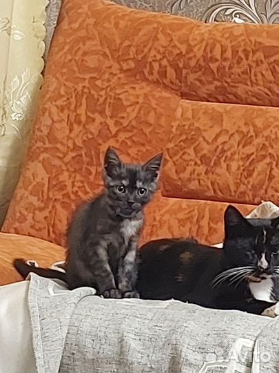 Кошка 4 месяца