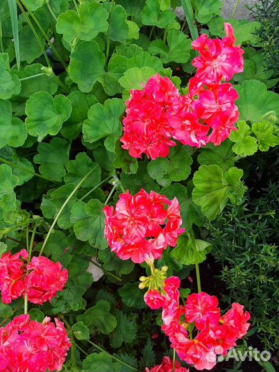 Герань очень красивая сортовая