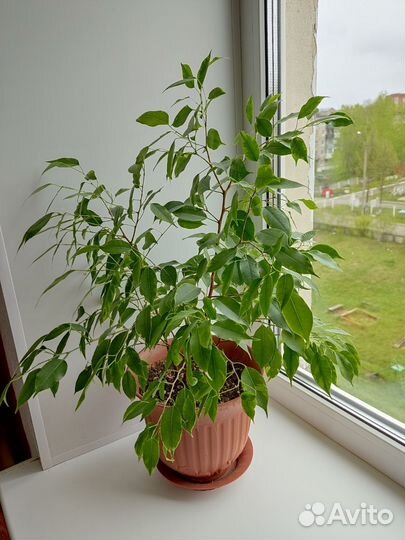 Фикус бенджамина