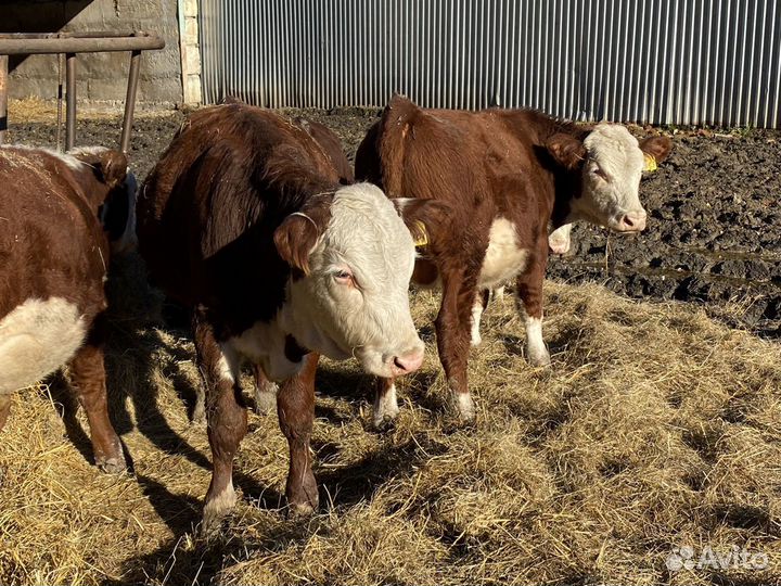 Коровы и тёлки герефорд до 40 голов