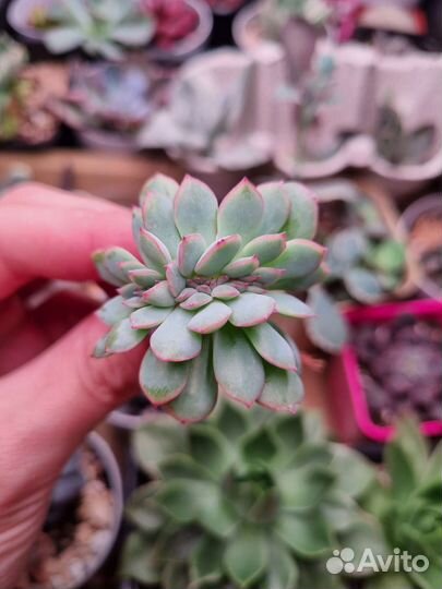 Суккуленты, набор суккулентов