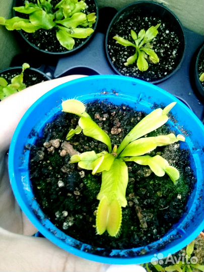 Венерина мухоловка (росточки)