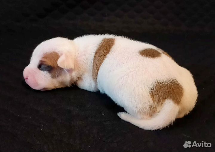 Стаффордширский терьер щенки