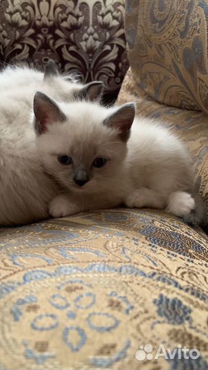 Котенок рэгдолл