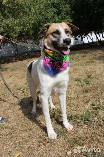 Маленькая собака в добрые руки