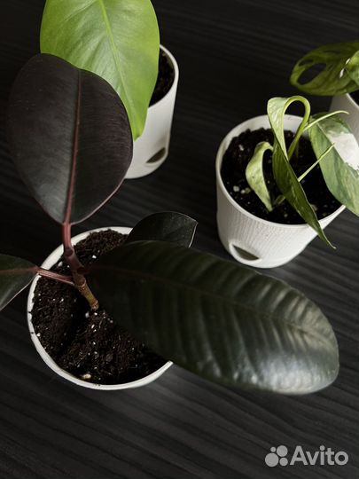 Комнатные растения