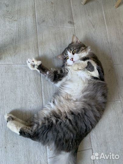 Самый лучший кот