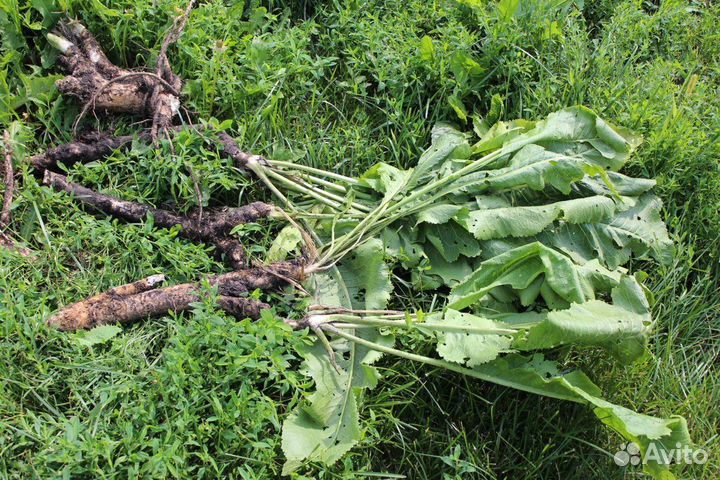 Корень хрена