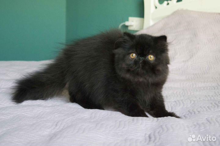 Персидский мальчик черного окраса