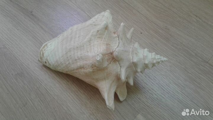 Раковины из Таиланда большие +