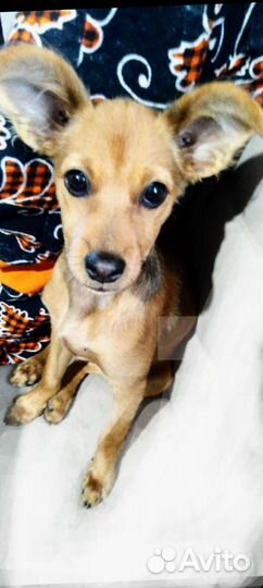 Русский той-терьер мини