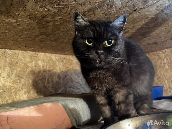 Кошка красотка Нора