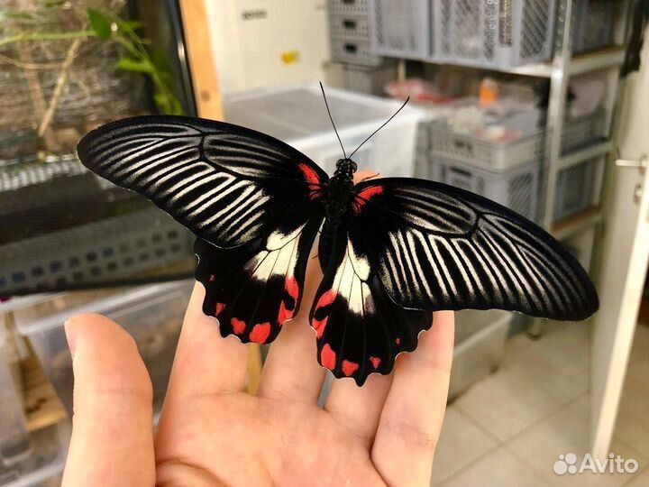 Ферма с куколками тропических бабочек