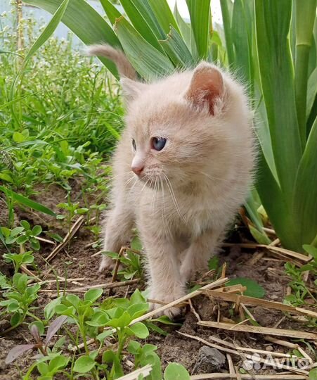 Кошка в дар бесплатно