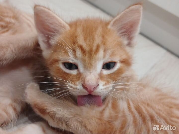 Котята рыжие, все мальчик