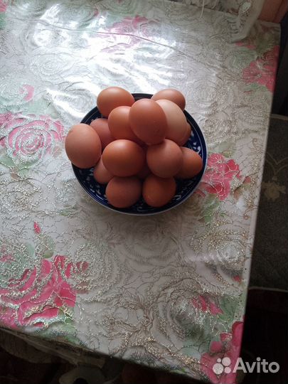 Куры несушки продам