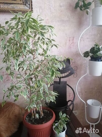 Фикус голден кинг