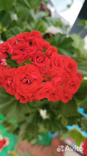 Пеларгония сортовая много сортов виналичии