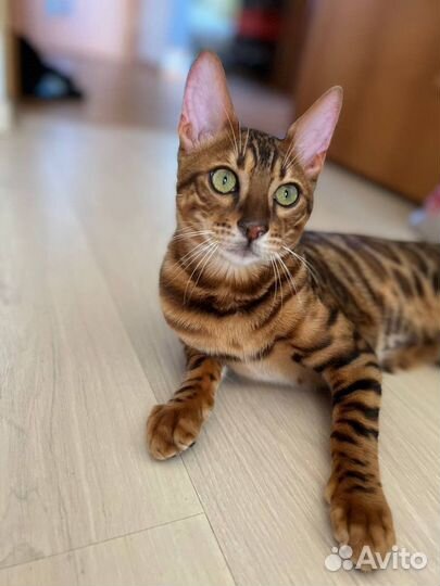 Бенгальский кот для вязки