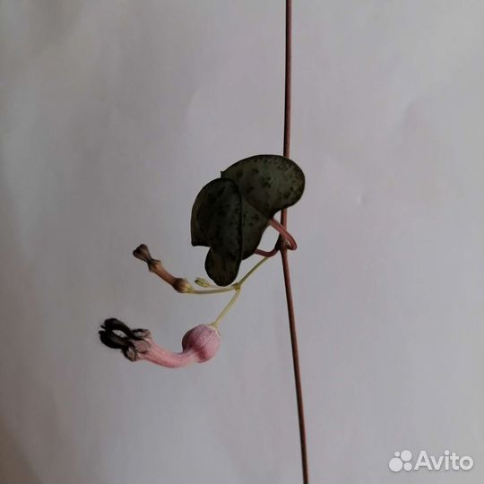 Церопегия Вуда