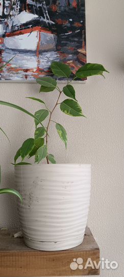 Комнатные цветы фикус