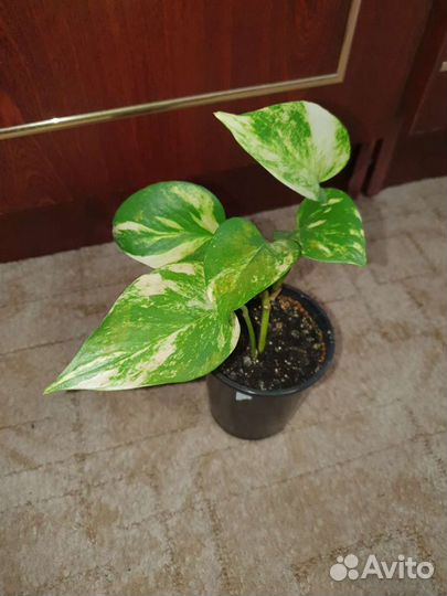 Сциндапсус