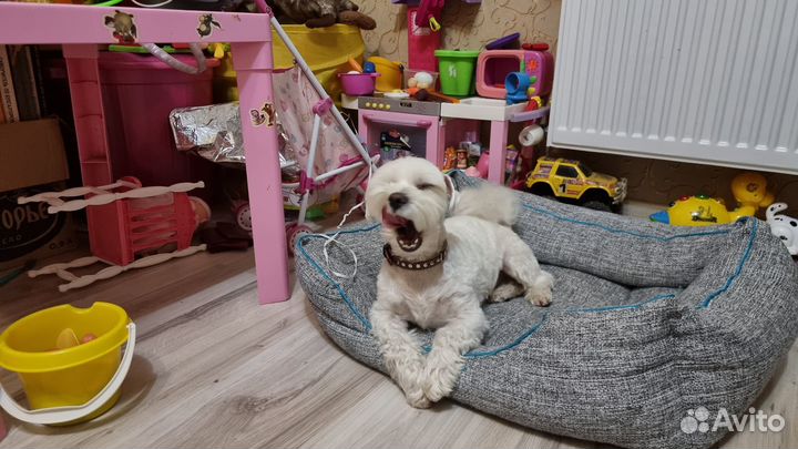 Передержка животных в квартире