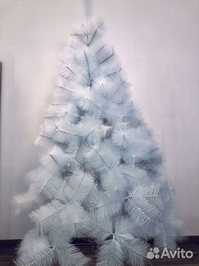 Сосна белая пушистая