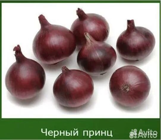 Лук севок Оптом