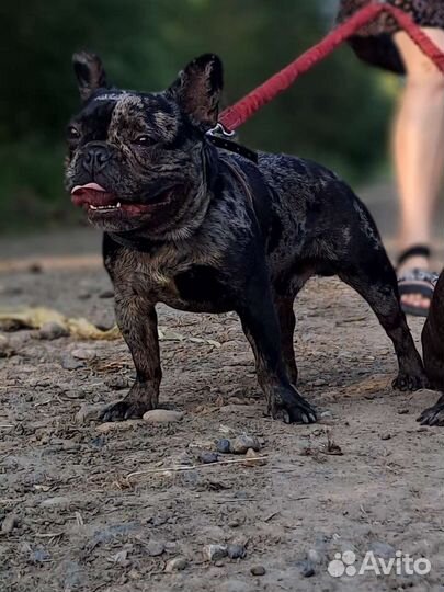 Кобель, вязка