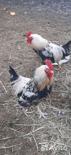 Загорские петухи