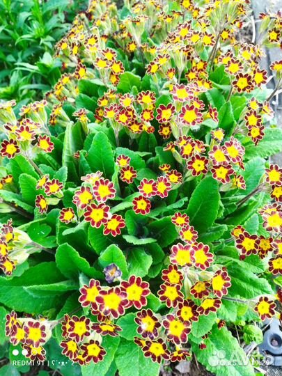 Примула, Пеларгония, Герань, Барвинок