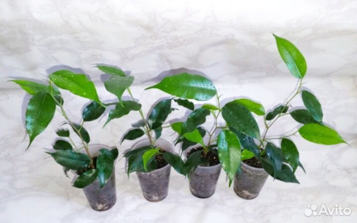 Фикус Бенджамина