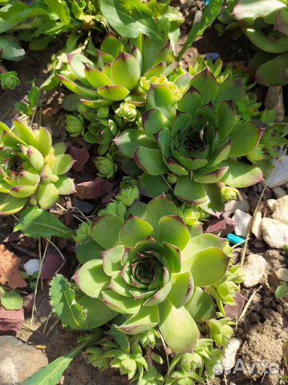 Молодило каменная роза