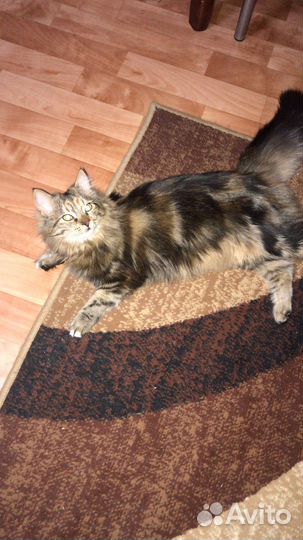 Сибирская кошка вязка