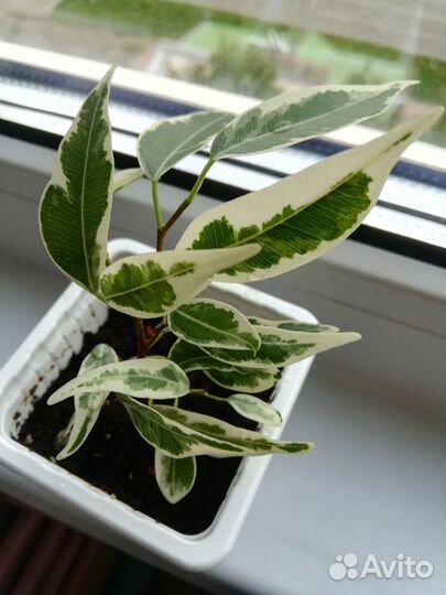 Фикус Пикси