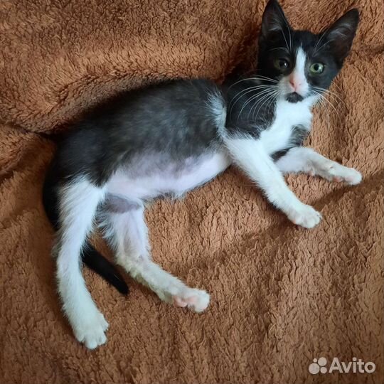 Кошки в добрые руки бесплатно