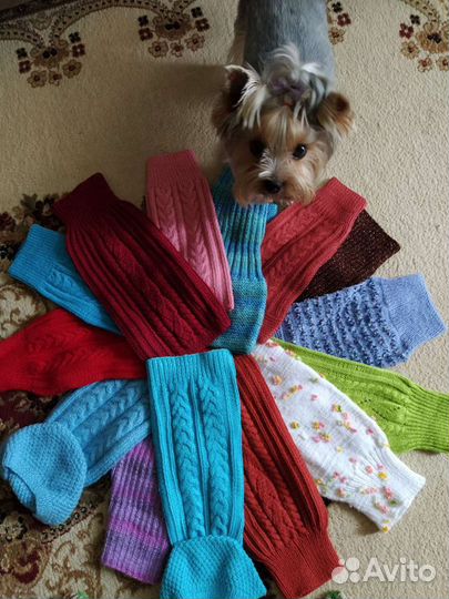 Одежда для животных