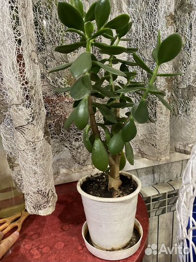 Денежное дерево