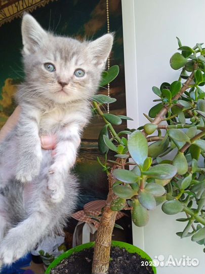 Котята Шотландские