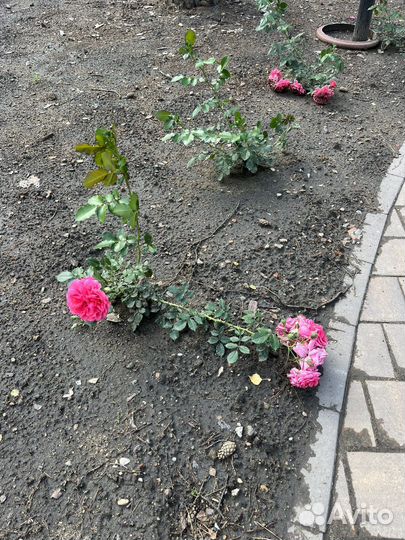 Роза Les Quatre Saisons