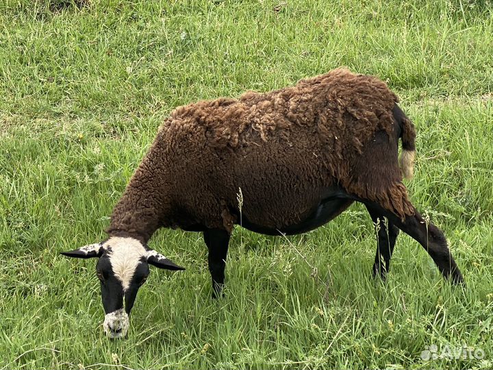 Овцы бараны ягнята